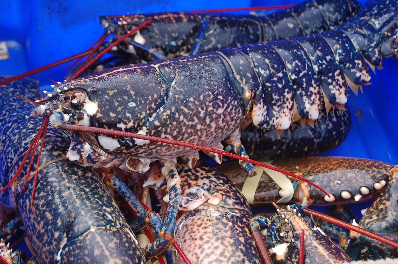 seafood crustacean lobster free photo