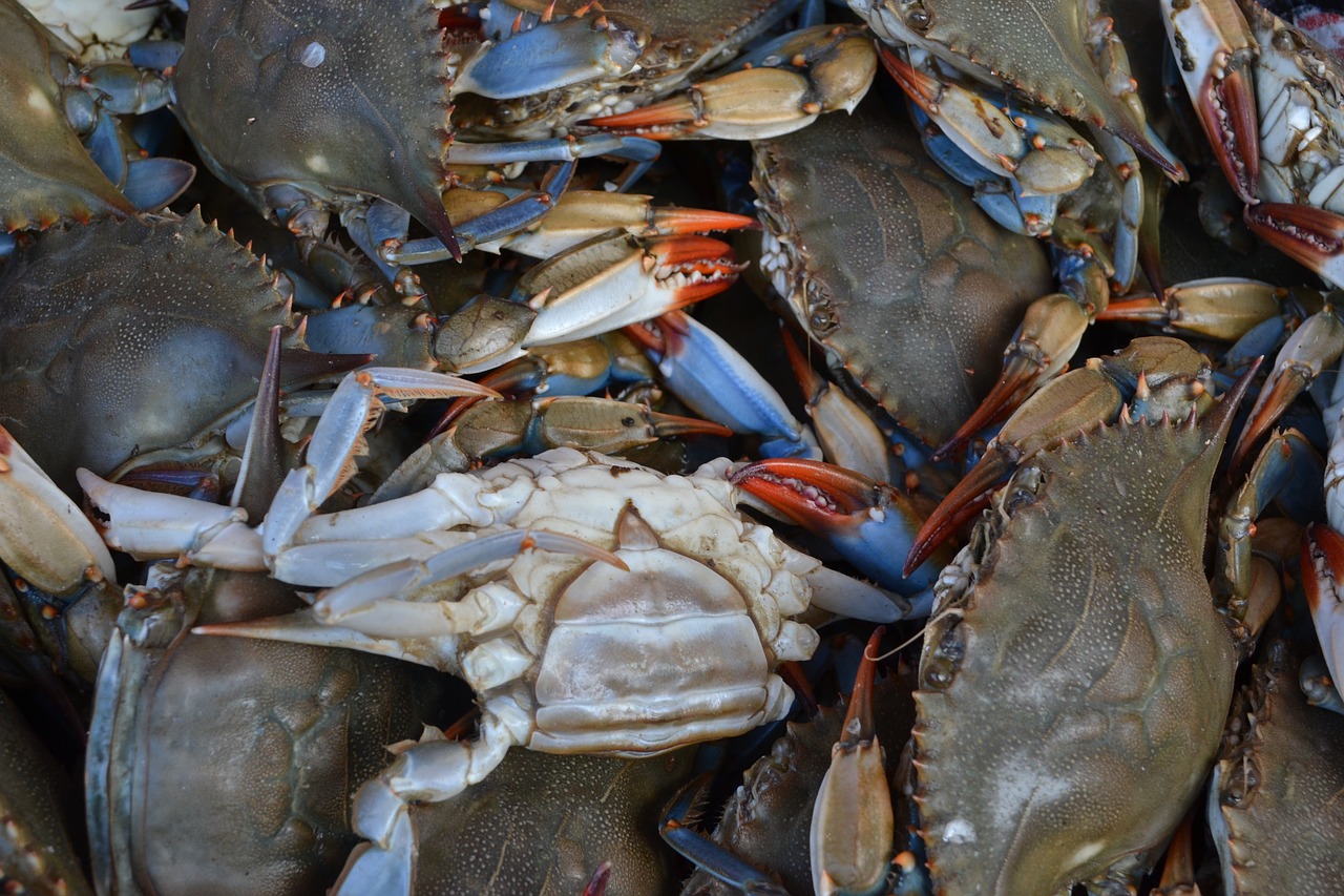 seafood crustacean shellfish free photo