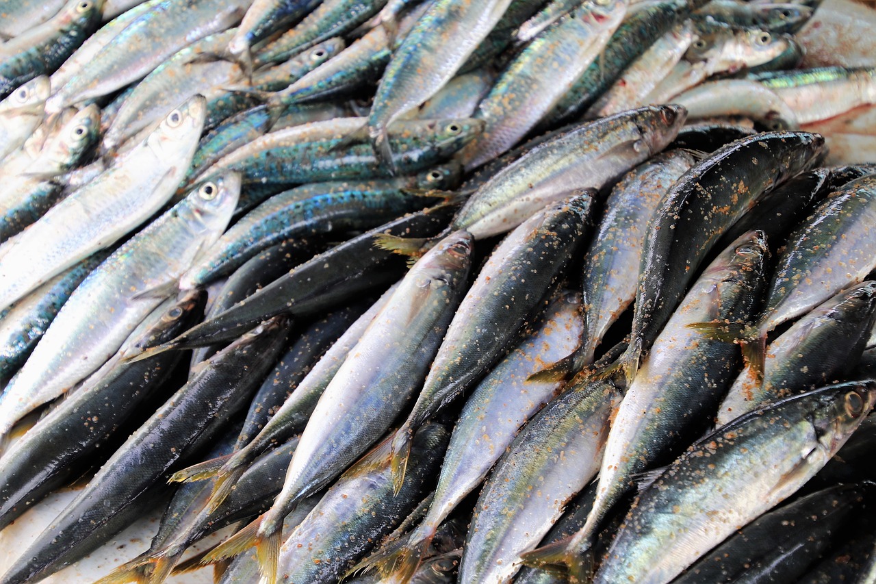 seafood fish sardine free photo