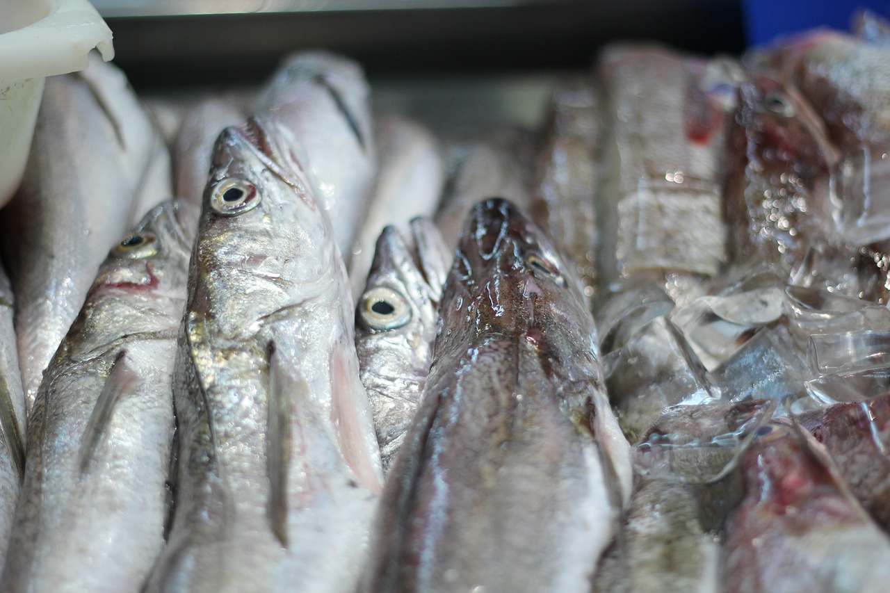 seafood fish market free photo