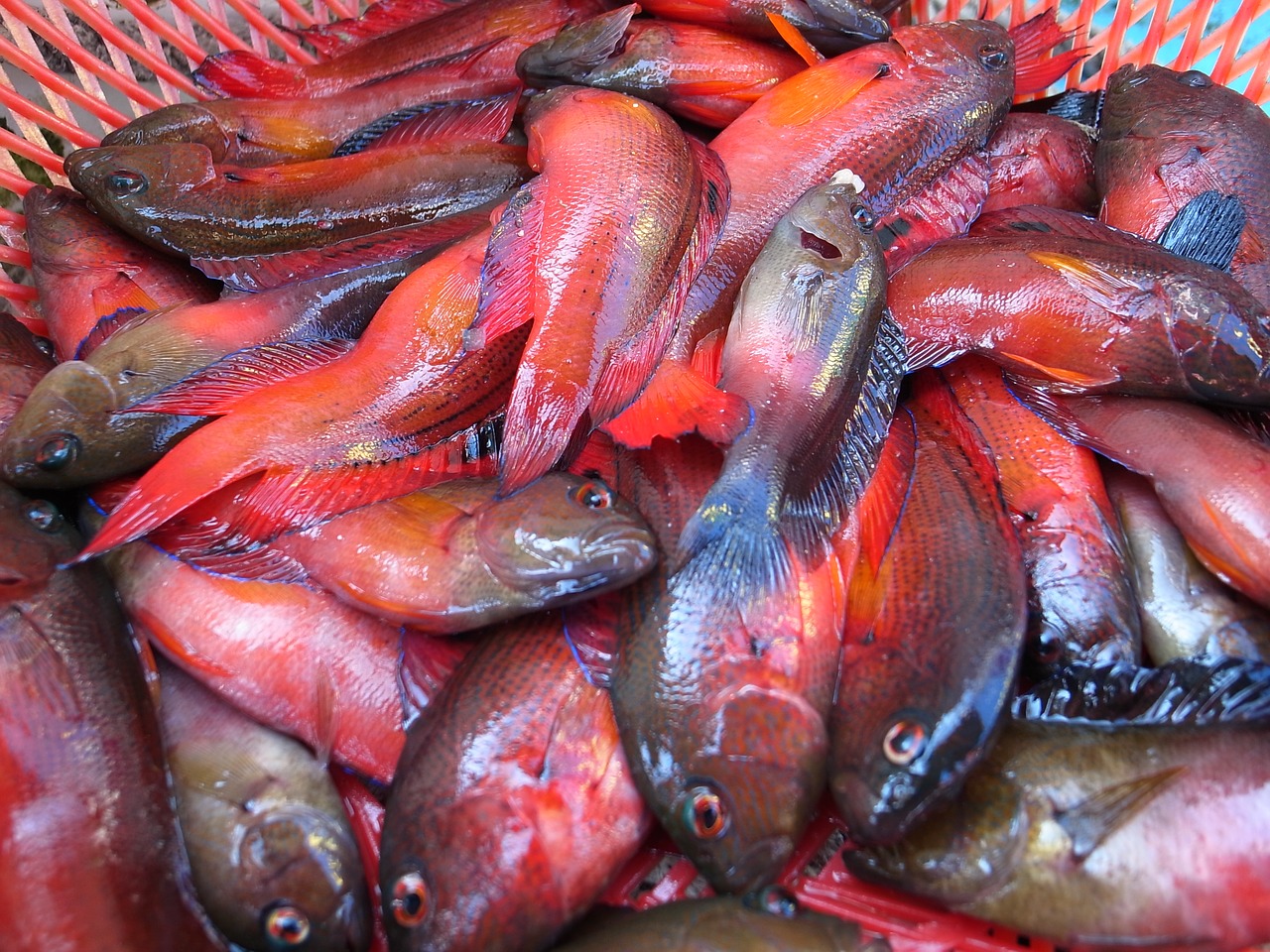 seafood food fish free photo
