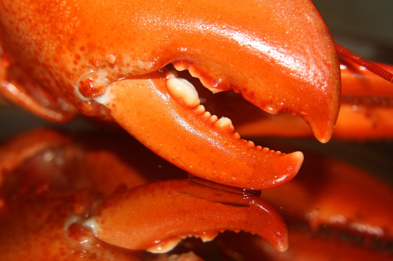 seafood  shellfish  lobster free photo
