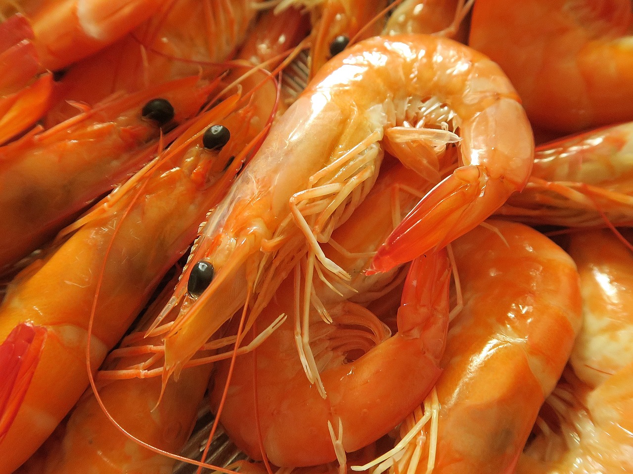 seafood  shrimp  foodie free photo