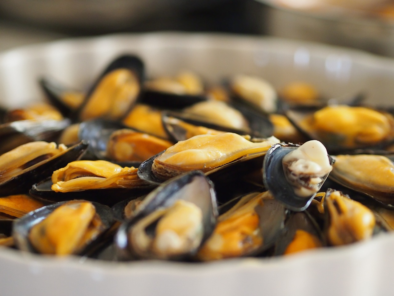 seafood molluscs clams free photo