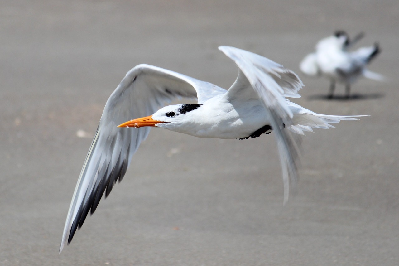 seagall feathers flight free photo