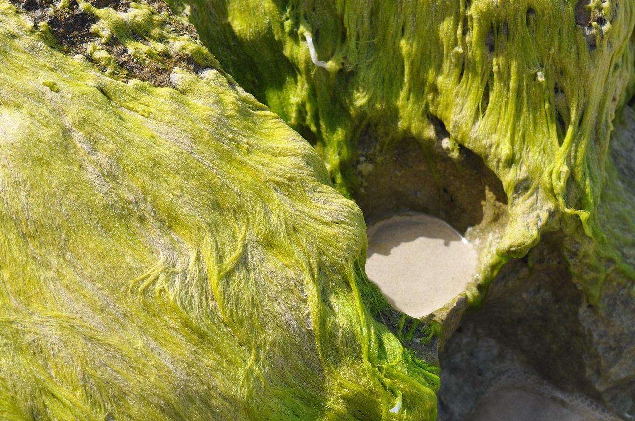 seagrass cliffs sand free photo