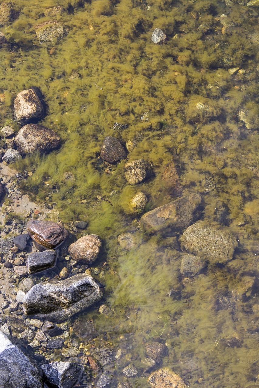 seagrass  stones  archipelago free photo