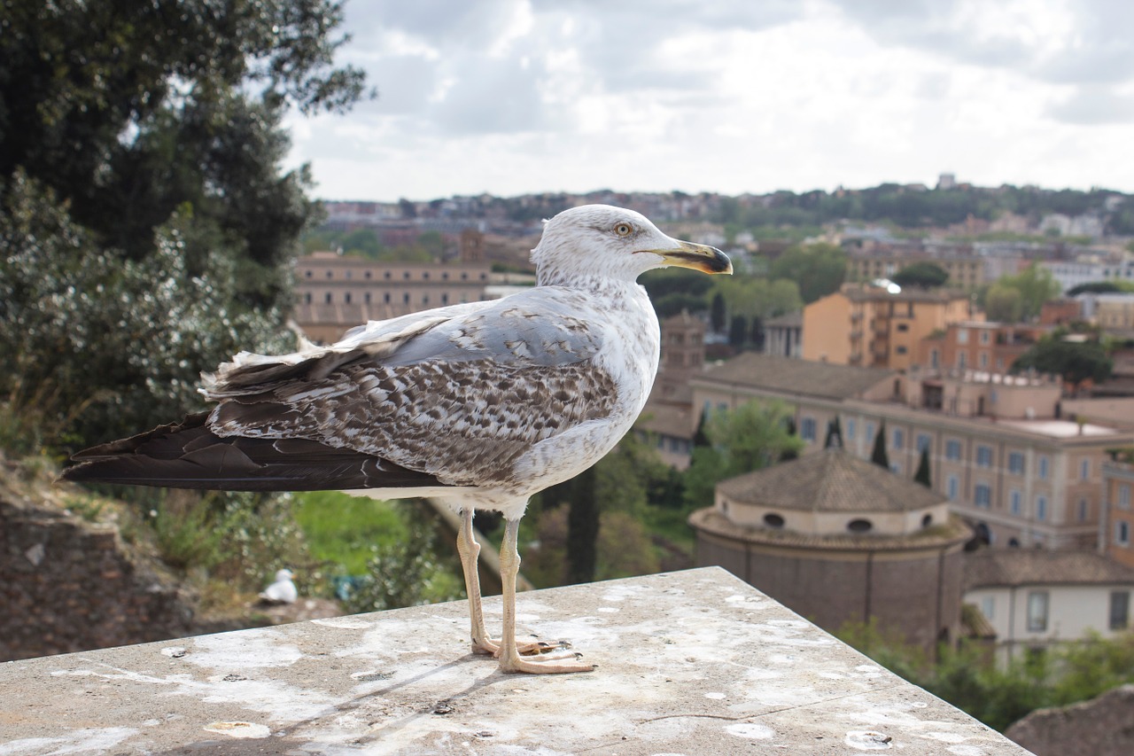 seagull rome italy free photo