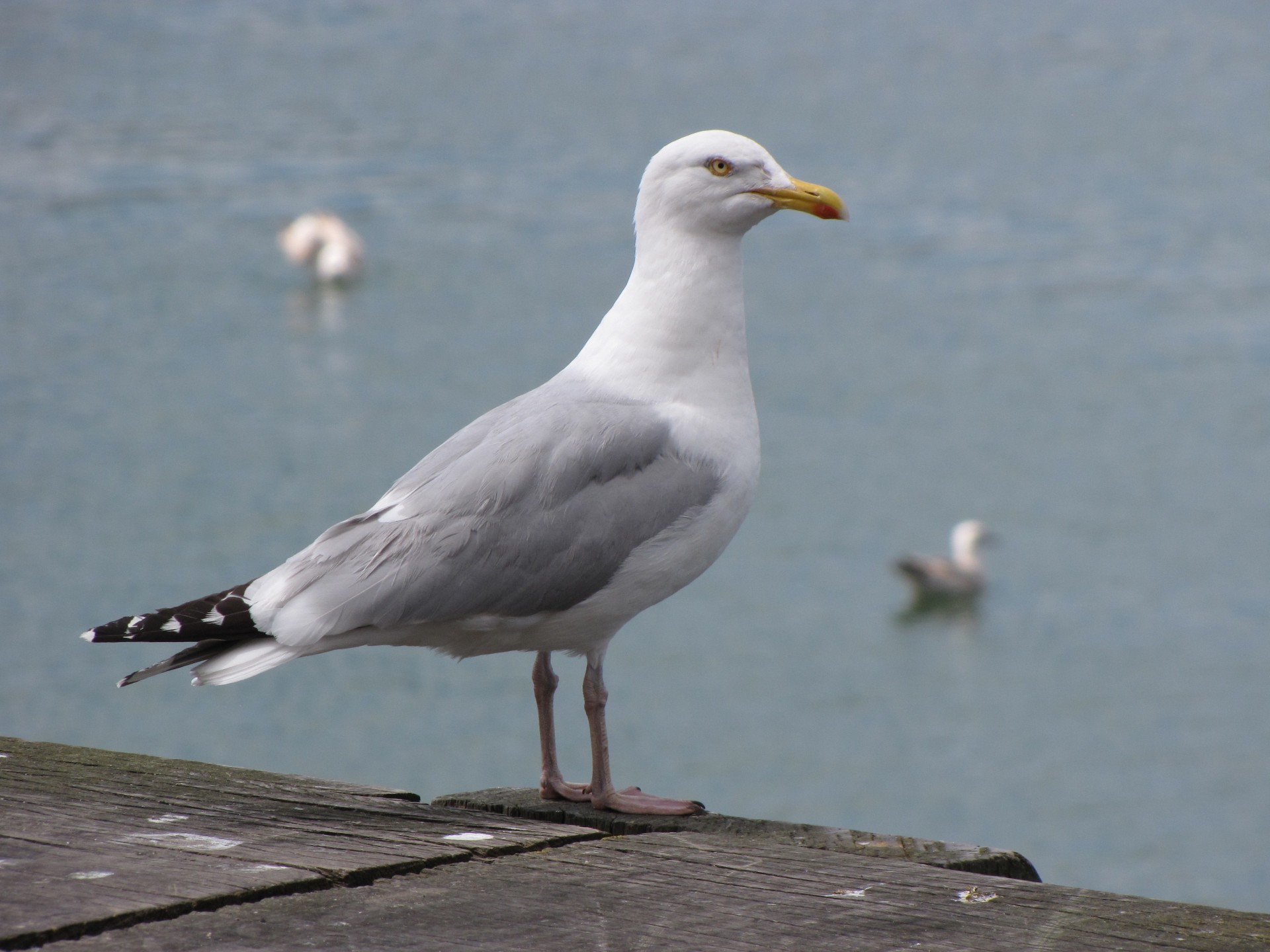 seagull bird sea free photo