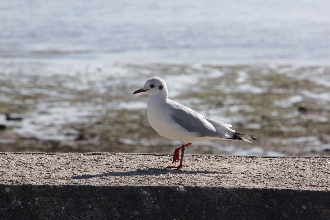 seagull bird animal free photo