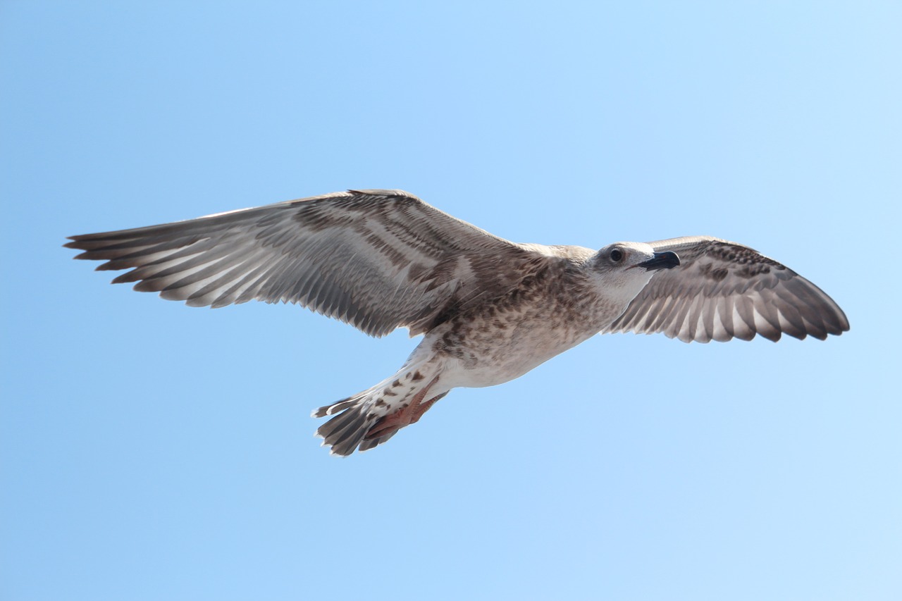 seagull sky wings free photo