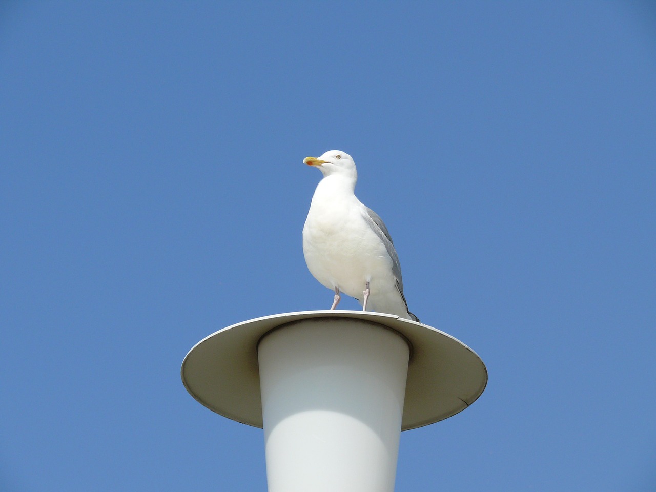 seagull lantern sky free photo