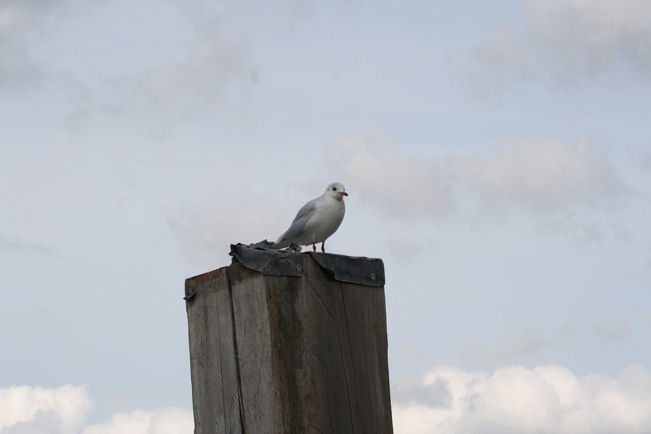 seagull coast sea free photo