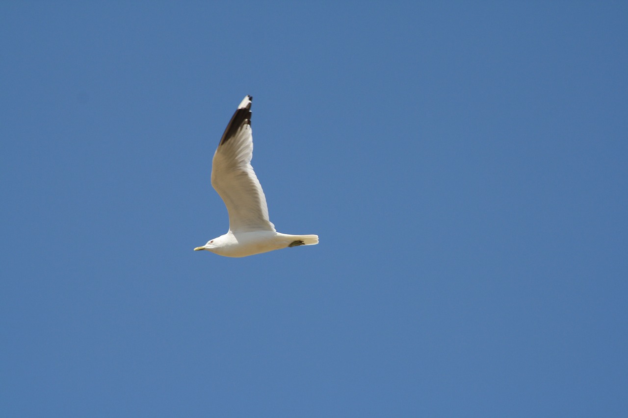 seagull bird nature free photo