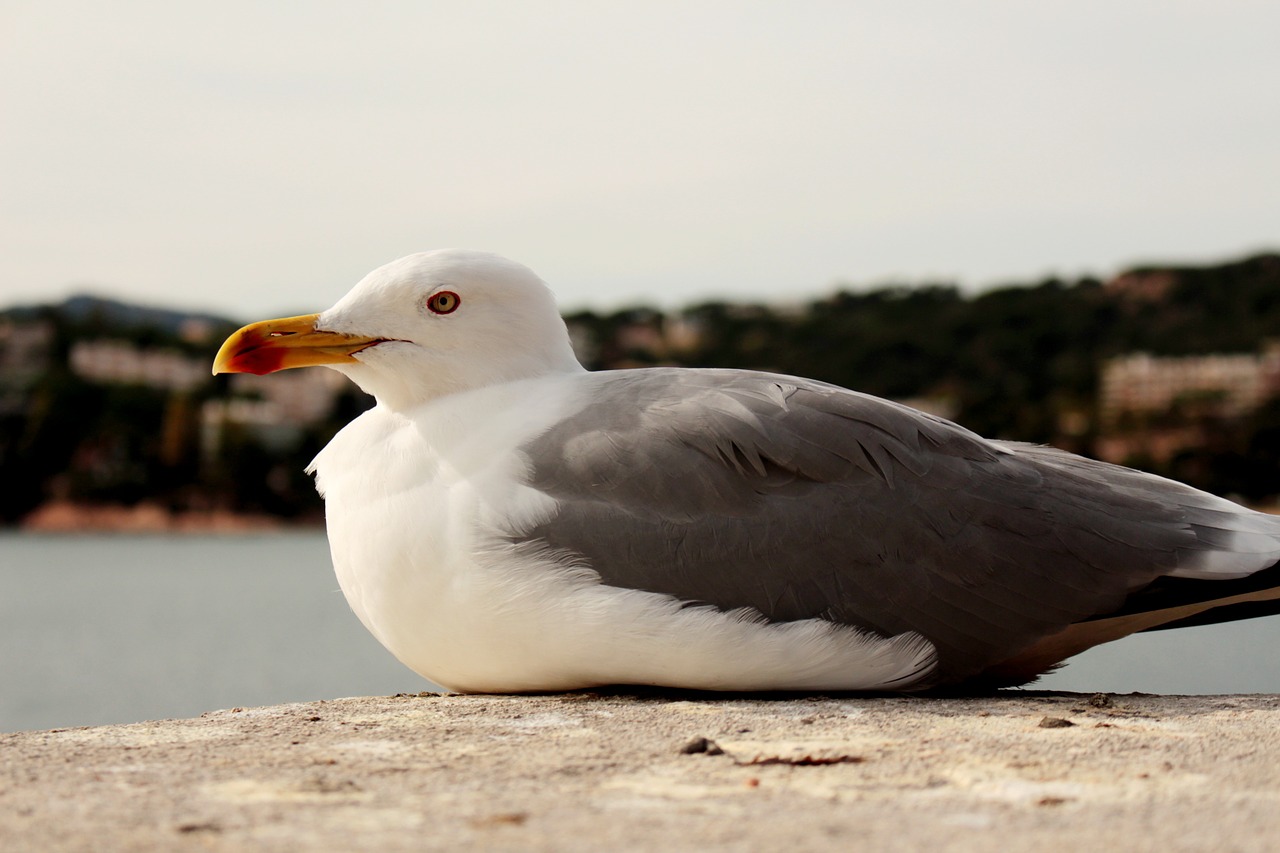 seagull mediterranean sea free photo