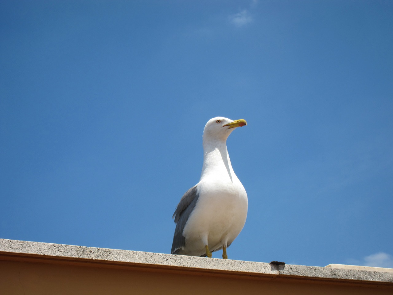 seagull bird beak free photo