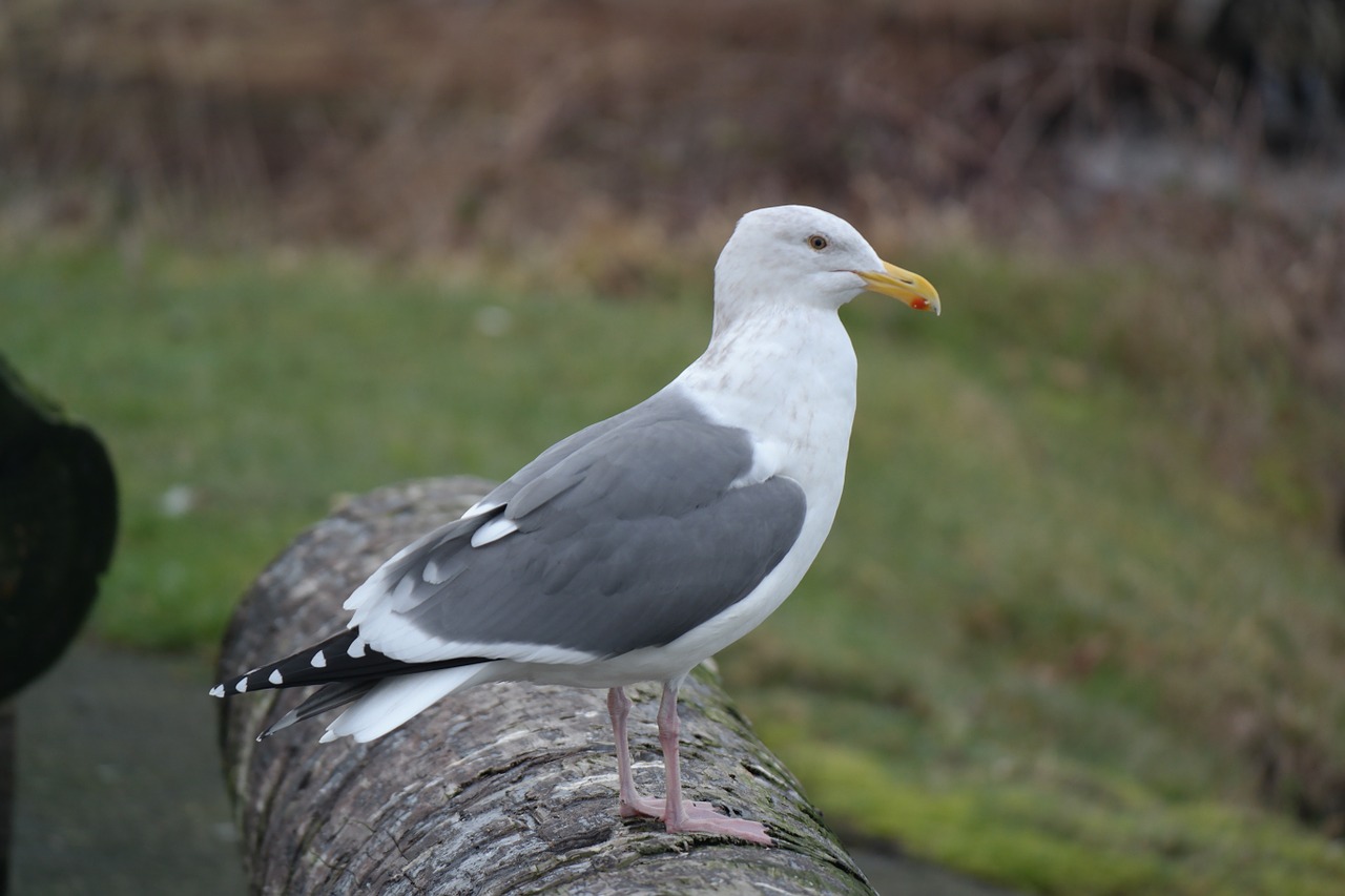 seagull hammond oregon free photo