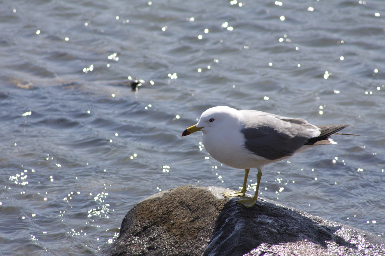 seagull sea birds free photo