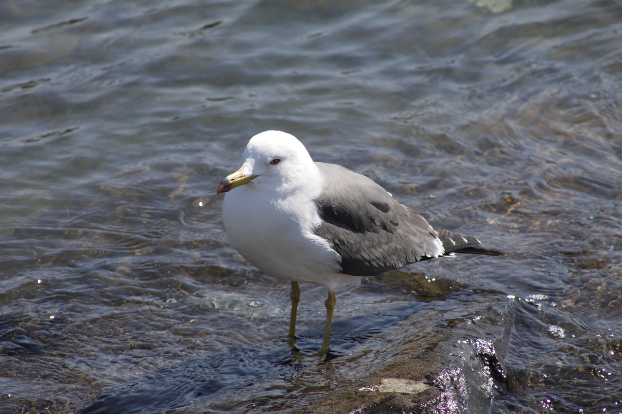 seagull sea birds free photo