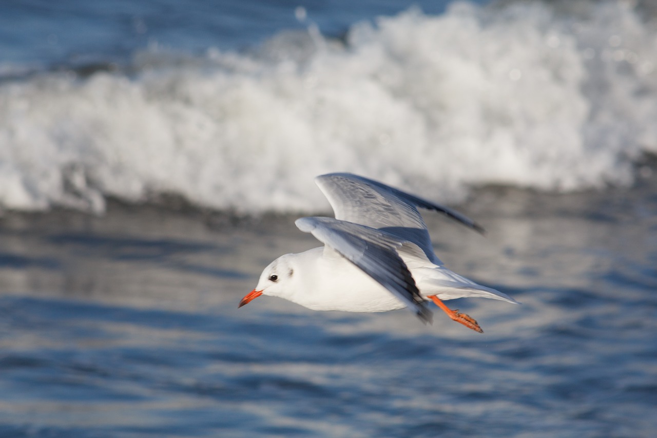 seagull sea baltic sea free photo