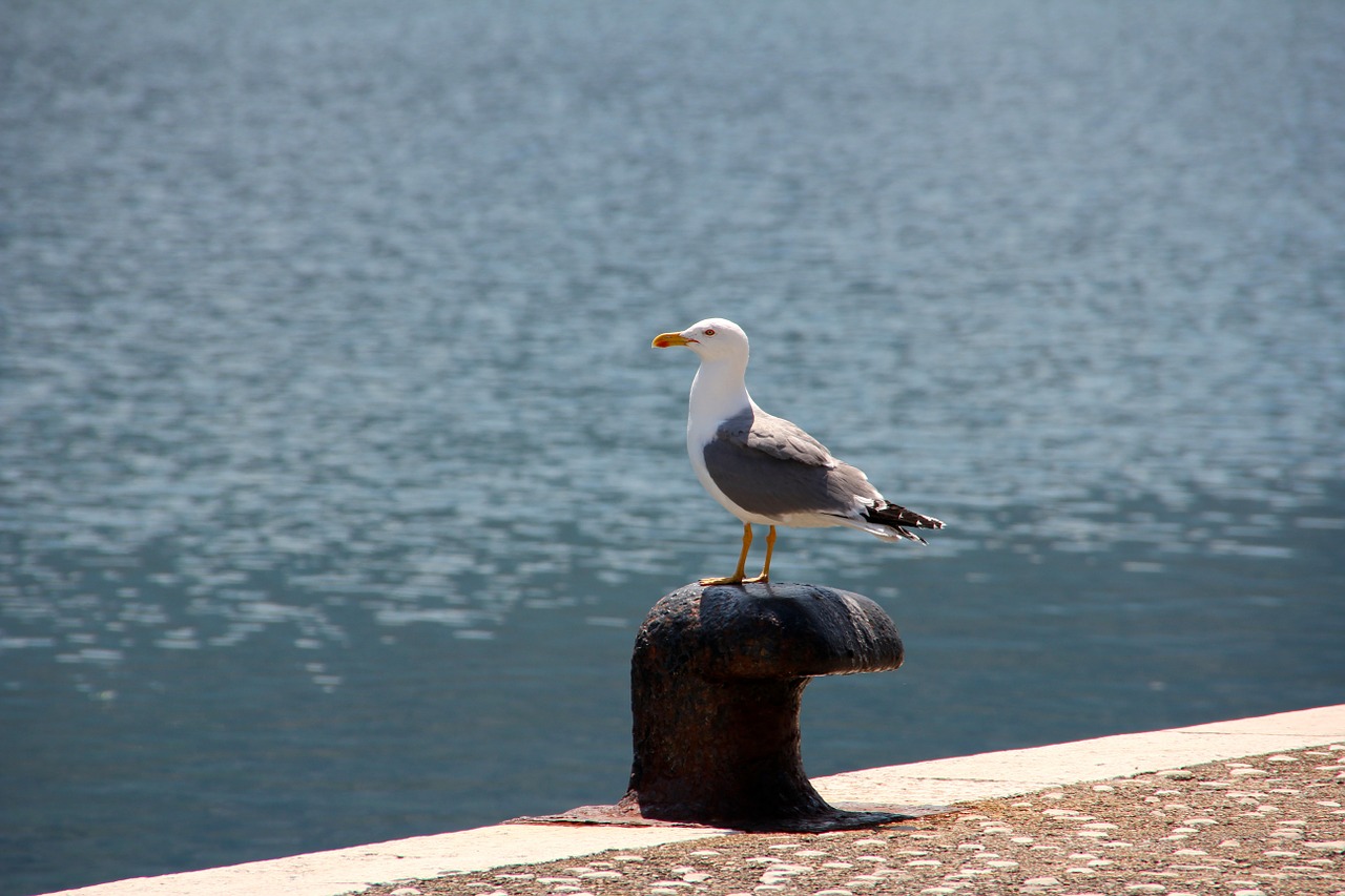 seagull water sea free photo