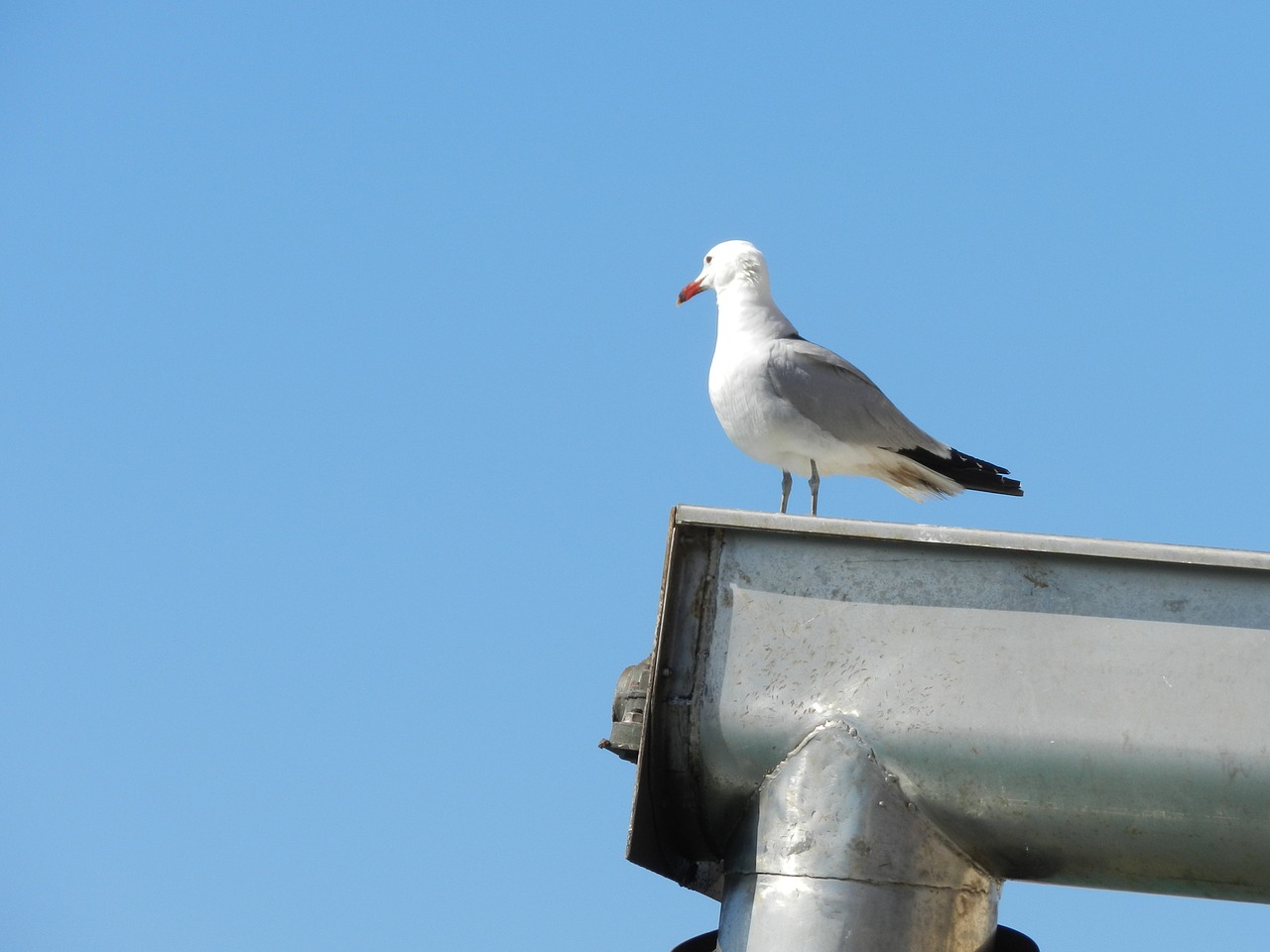 seagull bird animals free photo