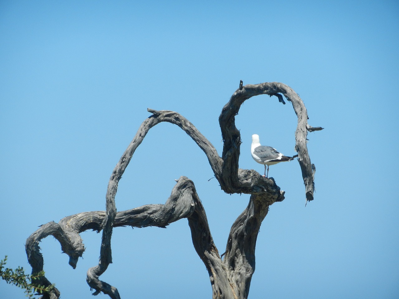 seagull branch nature free photo