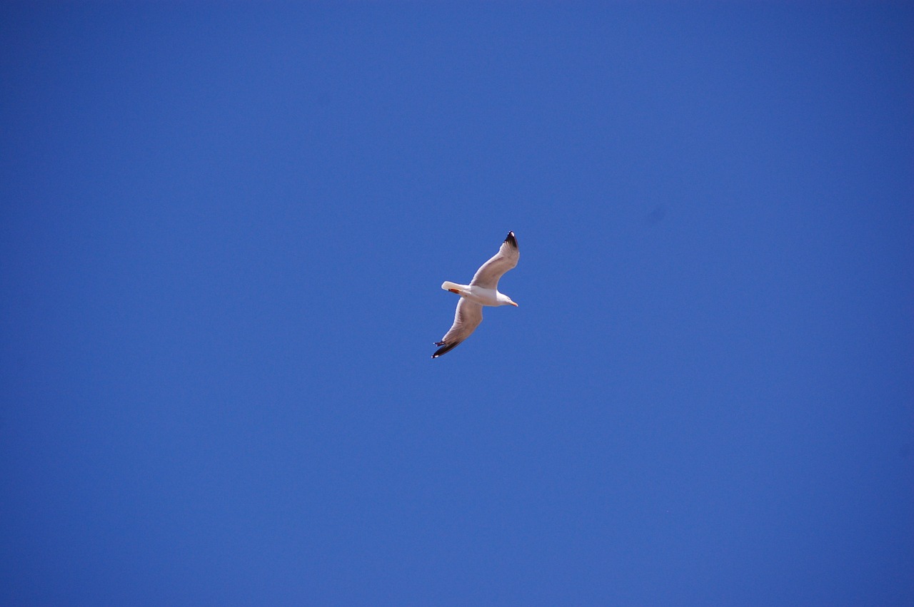 seagull bird flight free photo