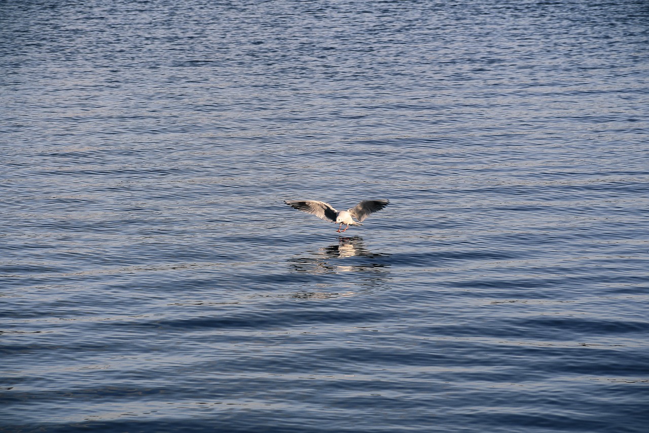 seagull water water bird free photo