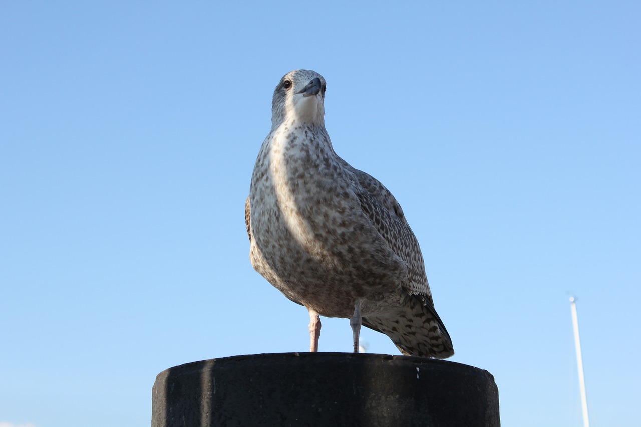 seagull bird water free photo