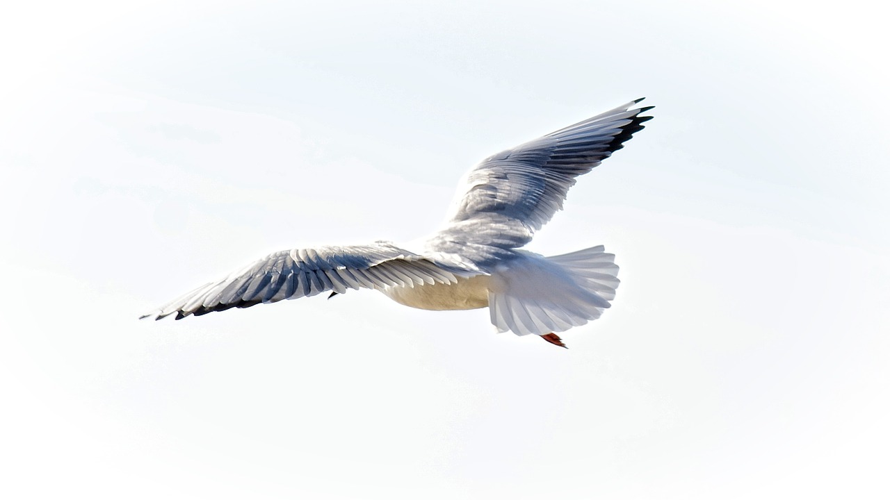 seagull black headed gull feather free photo