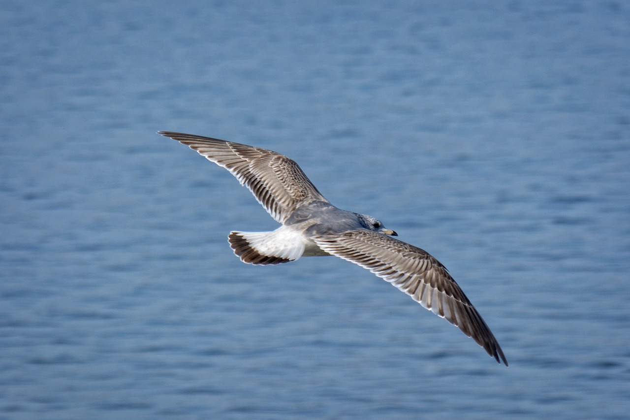 seagull ring-billed feather free photo