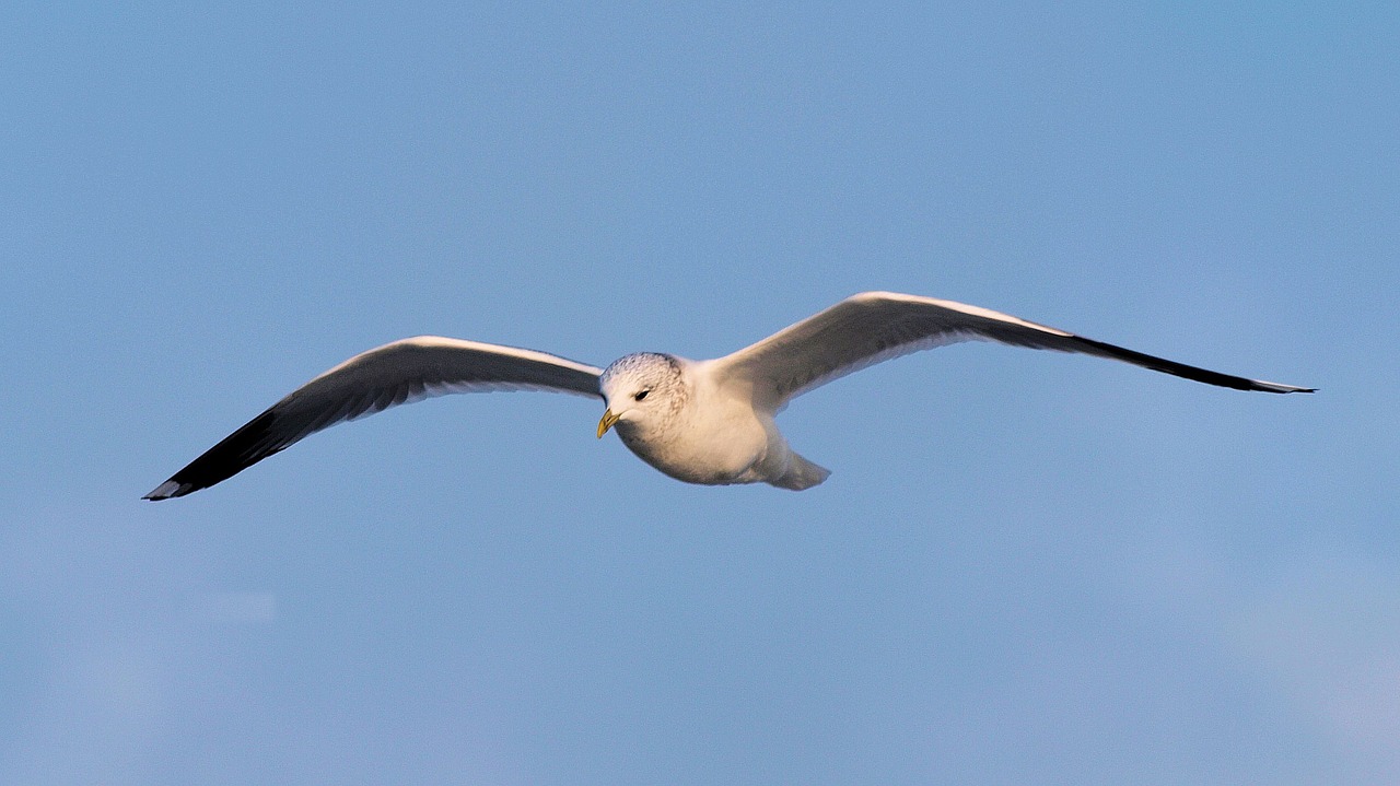 seagull close seevogel free photo