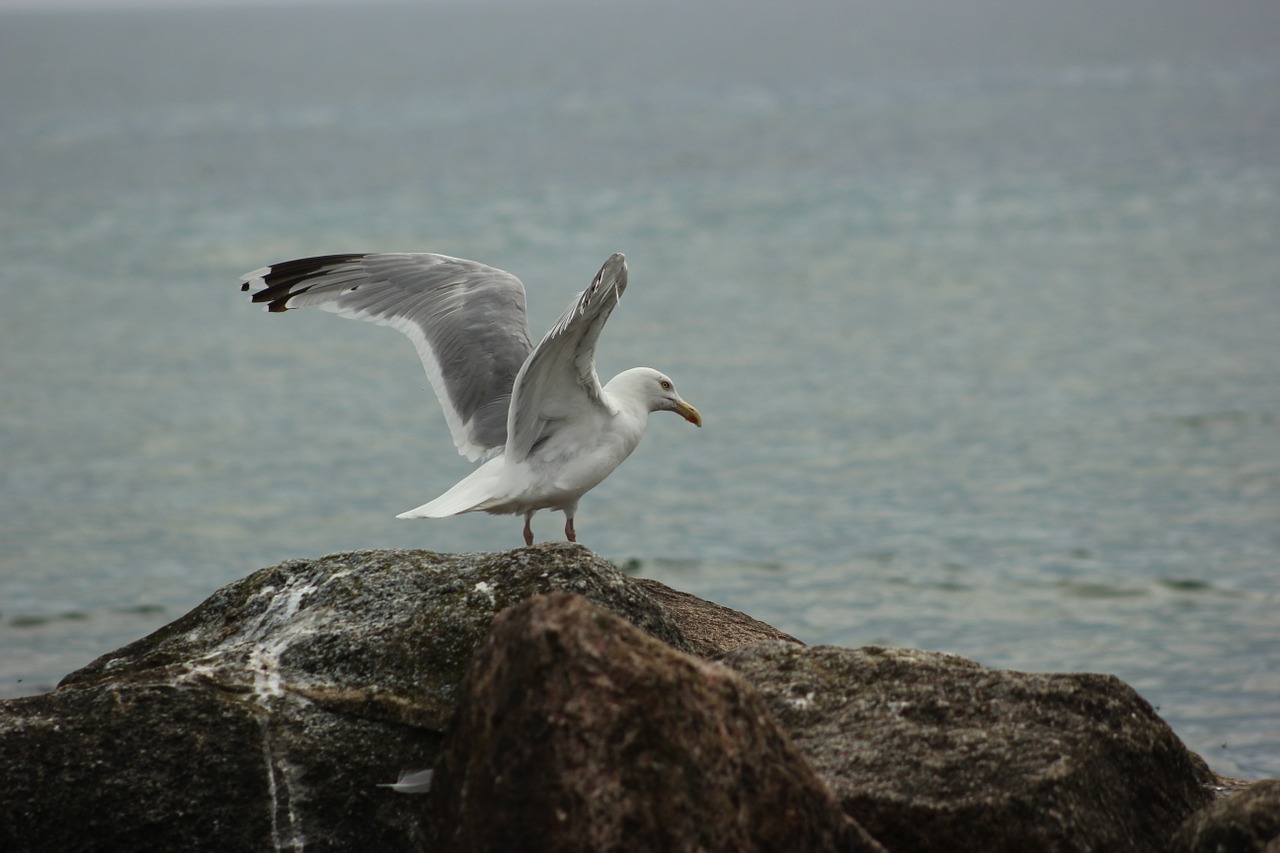 seagull beach sea free photo