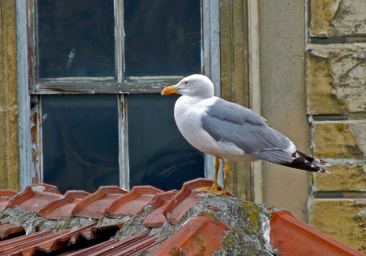 seagull window roofs free photo