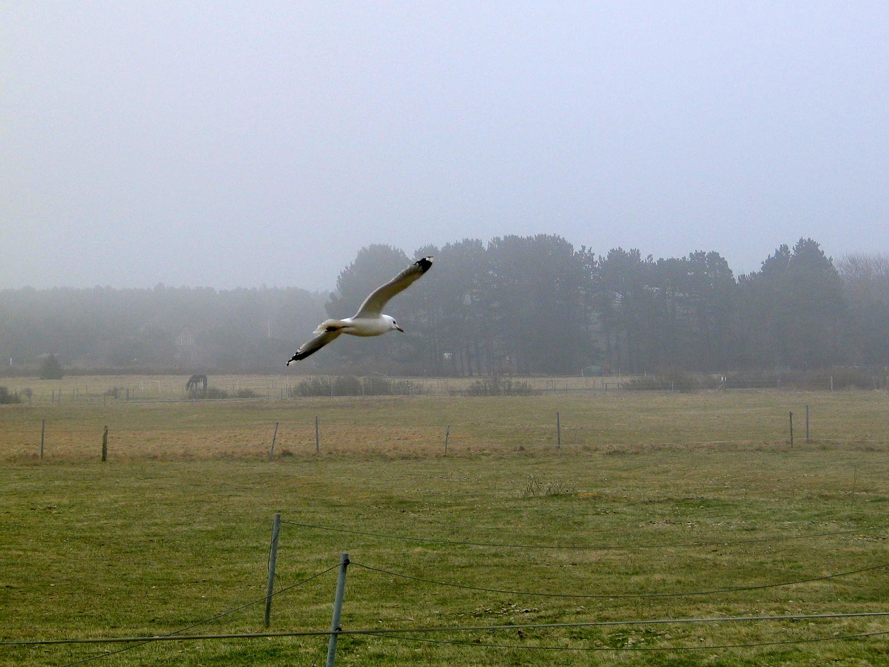 seagull bird fly free photo