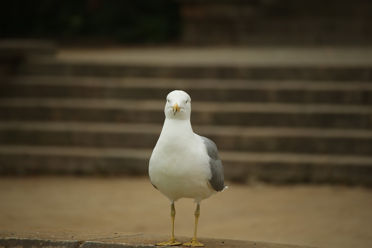 seagull ave bird free photo