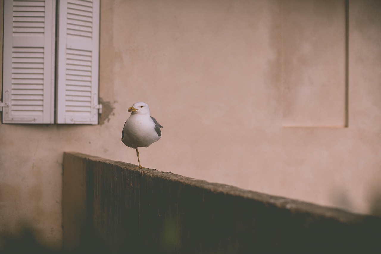 seagull one leg bird free photo