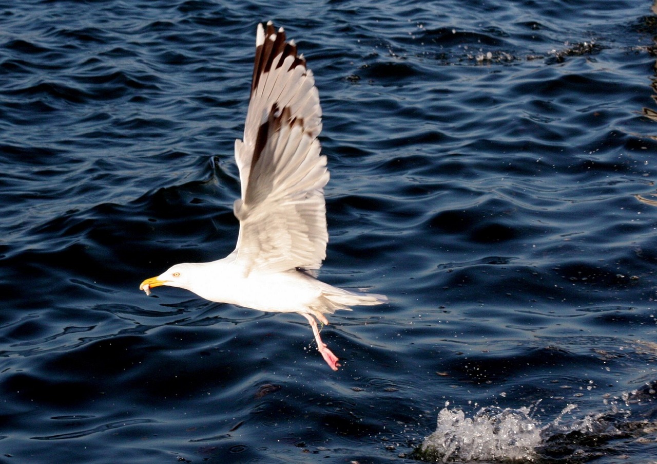 seagull bird flying free photo