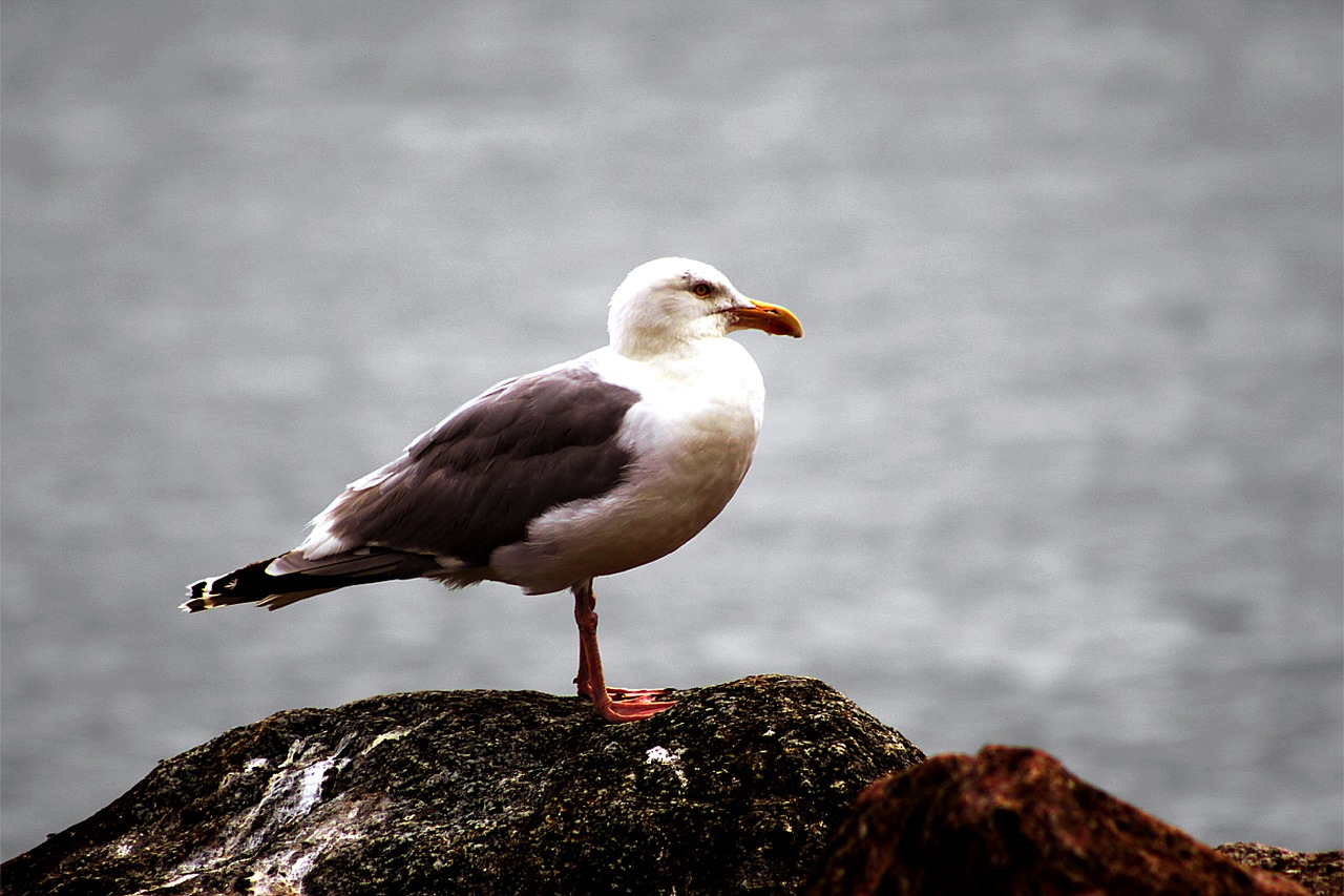 seagull baltic sea birds free photo