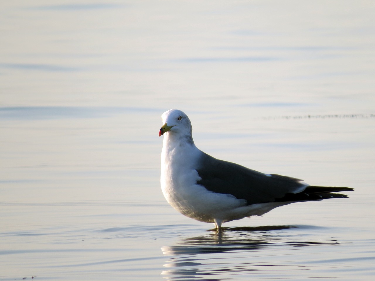 seagull sea birds the gull on the sea free photo