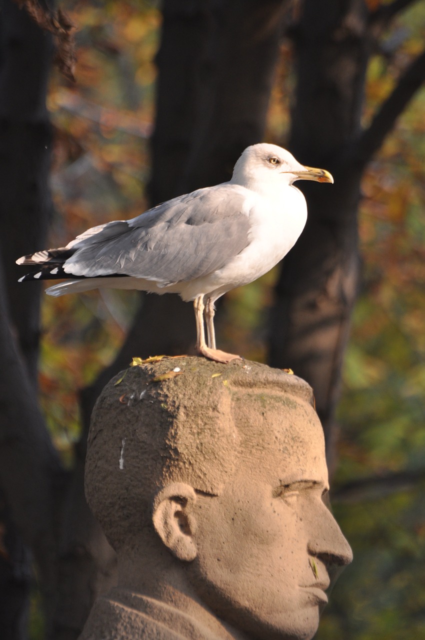 seagull burgas bulgaria free photo