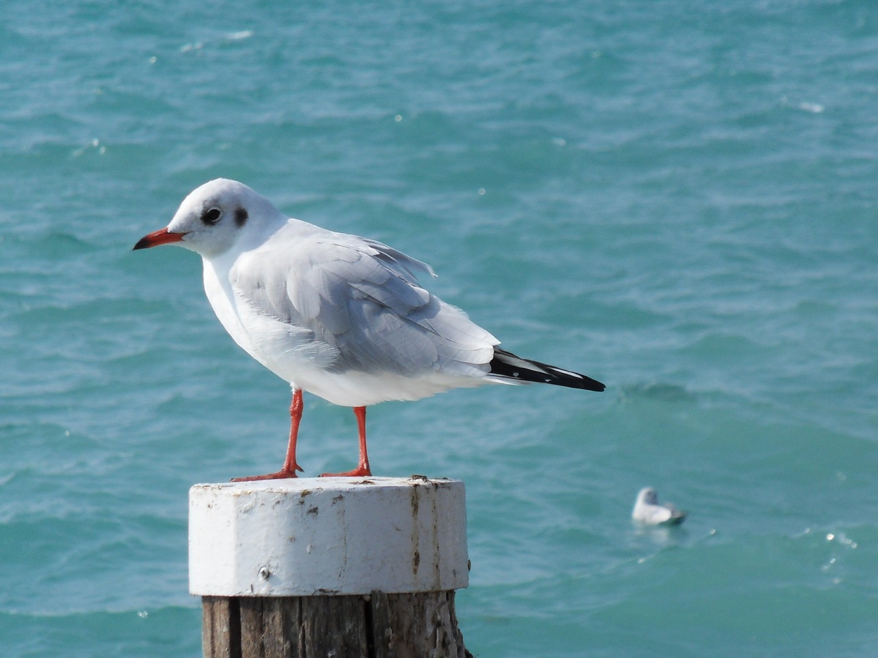 seagull bird water bird free photo