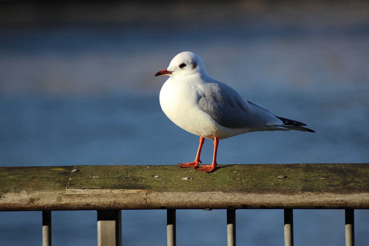 seagull river bird free photo