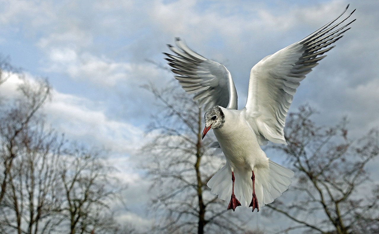 seagull birds bird free photo