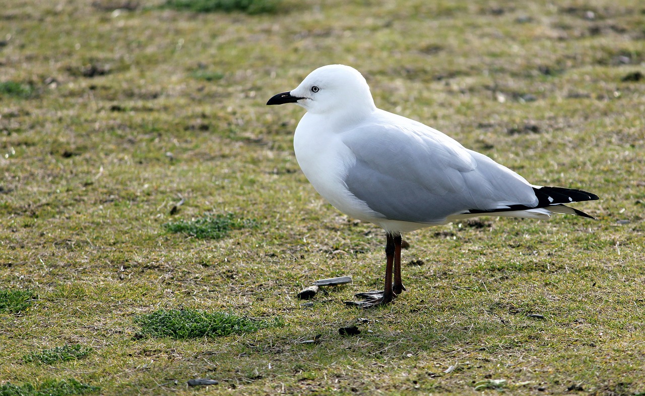 seagull bill close free photo