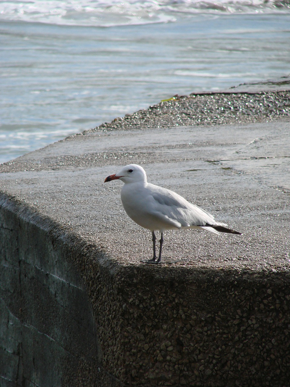 seagull port bird free photo