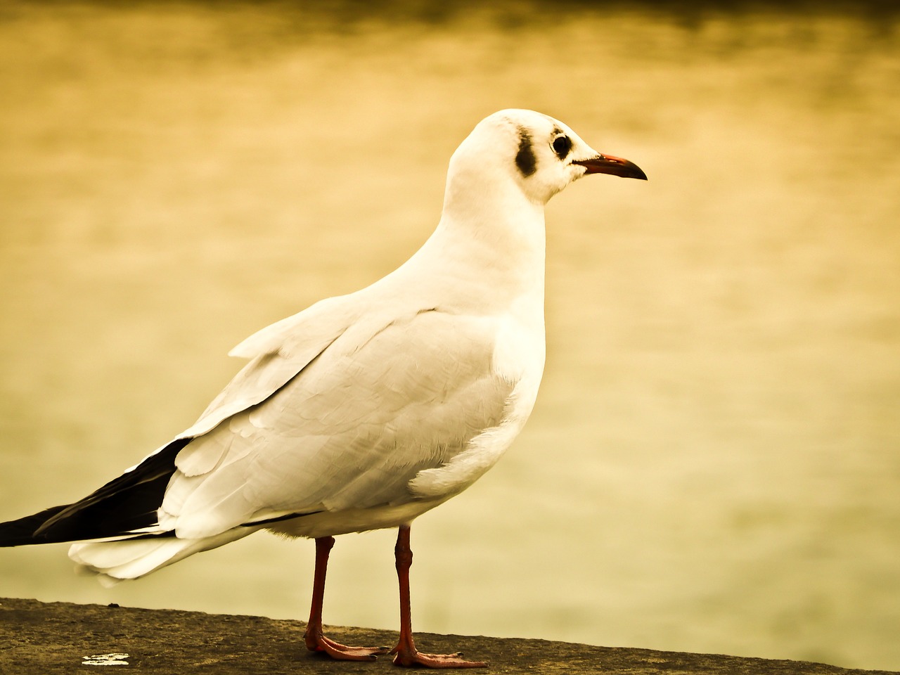 seagull bird animal free photo