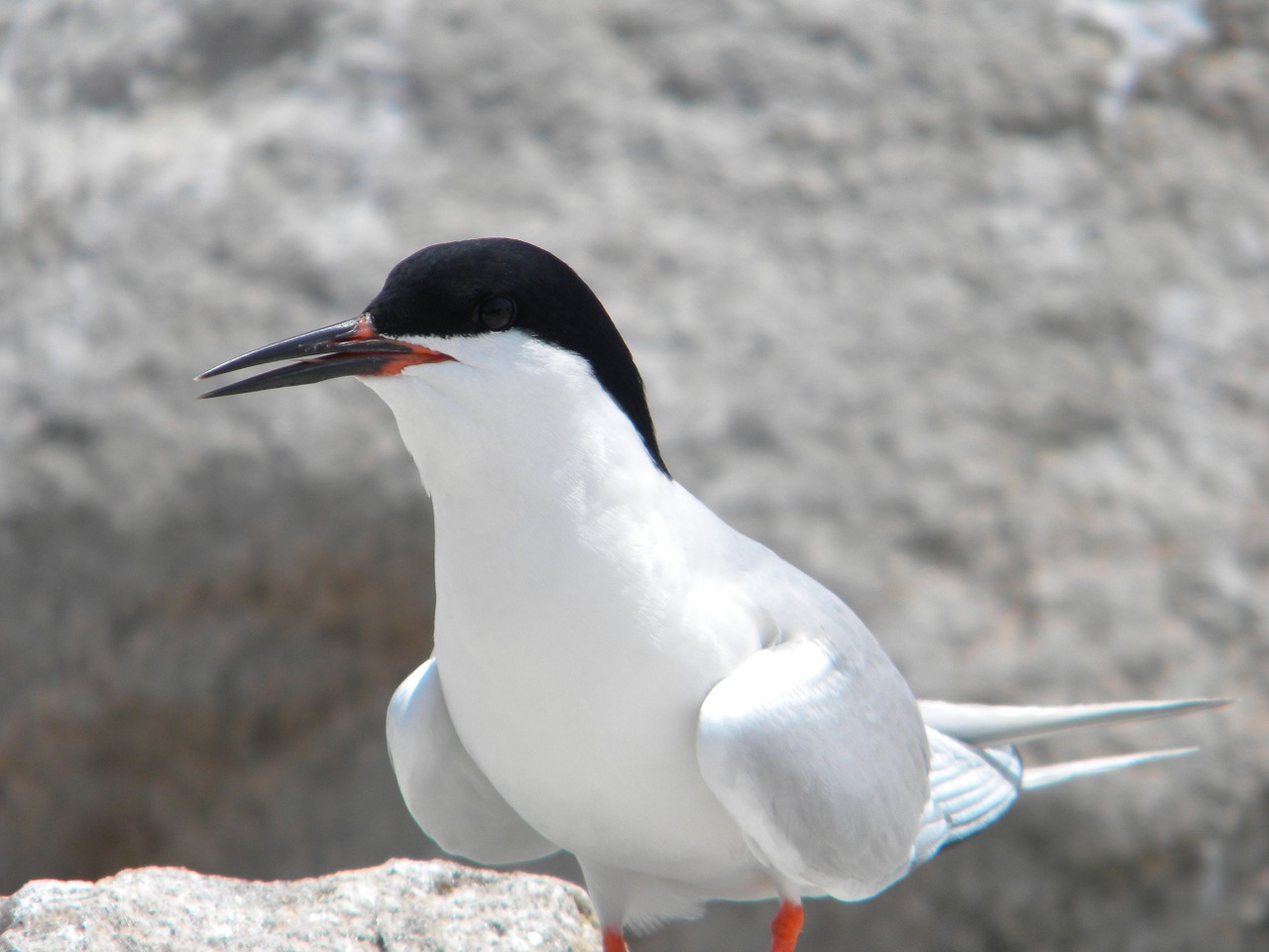 seagull bird standing free photo