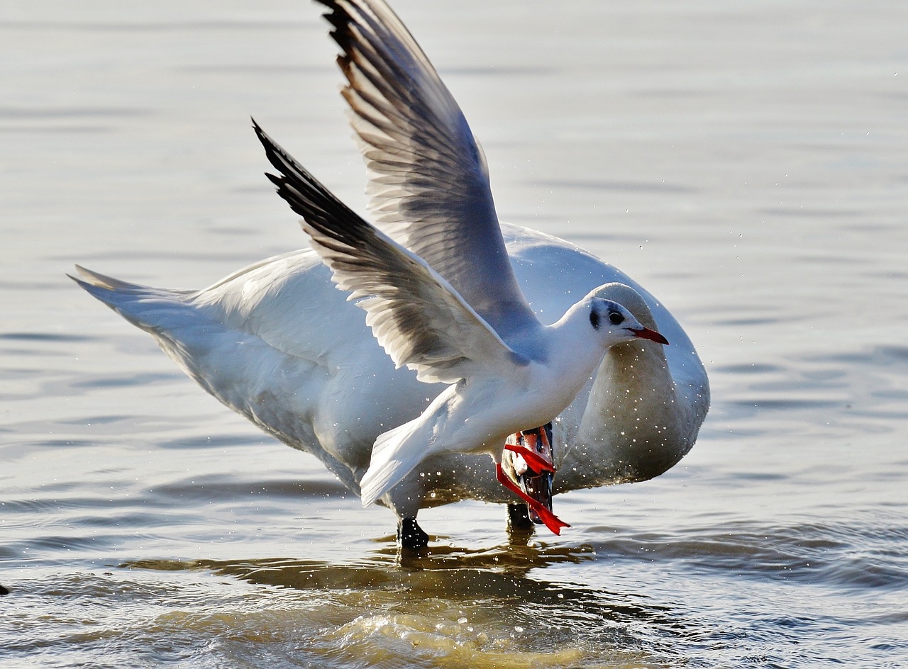 seagull swan water free photo